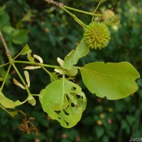 Mitragyna parvifolia (Roxb.) Korth.